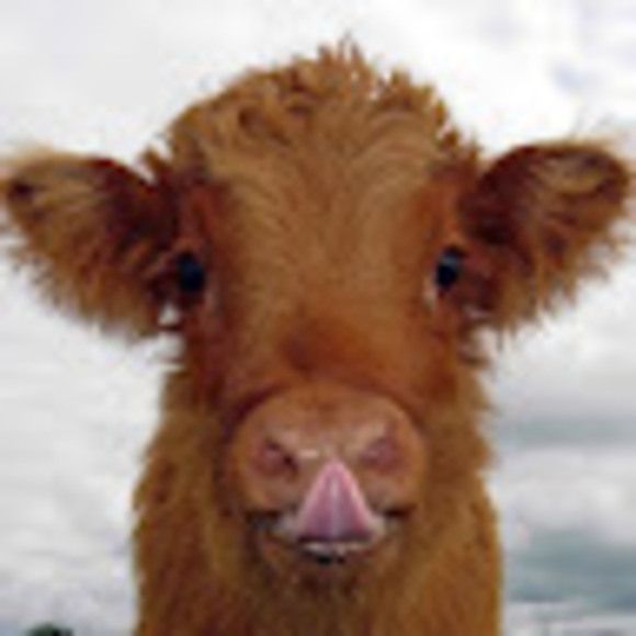 Meet your Posher, Ashley - Picture 1 of 1